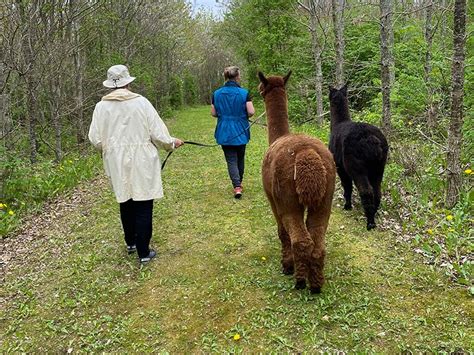 Gåtur med alpaca